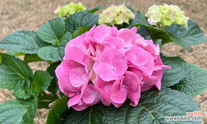 祝福与神奇的花朵 八仙花的花语与美丽传说