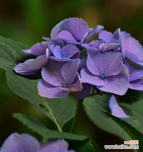 祝福与神奇的花朵 八仙花的花语与美丽传说