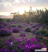 探索巴西野牡丹的花海美景 以巴西野牡丹花语为主题的奇妙花卉之旅