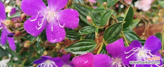 探索巴西野牡丹的花海美景 以巴西野牡丹花语为主题的奇妙花卉之旅