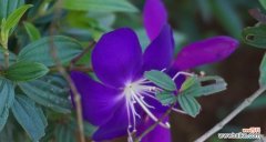 探寻野牡丹的独特魅力 以巴西野牡丹之美