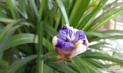 揭秘巴西鸢尾兰的花语与含义 魅力四溢的巴西鸢尾兰之花语