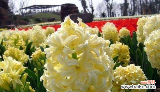 梦幻的白风信子 白风信子花语