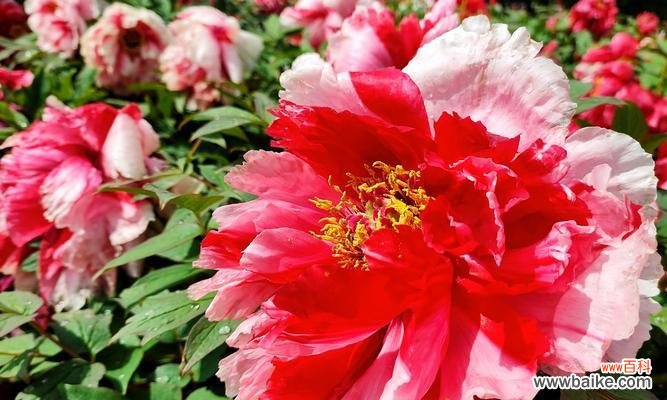 白凤牡丹的花语及文化内涵的深度解读 白凤牡丹的花开寓意与传承