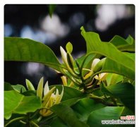 白兰花传递着淡雅与坚强的力量 白兰花的花语和传说