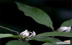 探索白兰花的神秘语言 白兰花的花语与含义