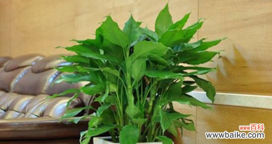 揭示白花虎眼万年青所传达的深刻花语与寓意 白花虎眼万年青的花语