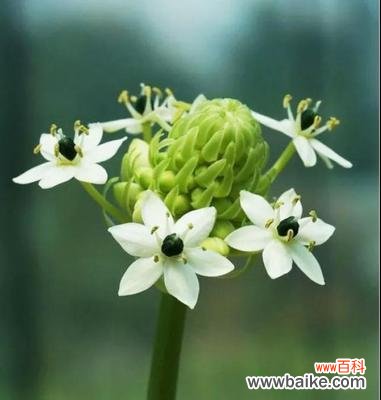 揭示白花虎眼万年青所传达的深刻花语与寓意 白花虎眼万年青的花语