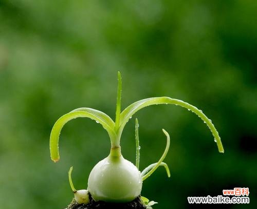 揭示白花虎眼万年青所传达的深刻花语与寓意 白花虎眼万年青的花语