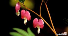 揭开白蔓荷包牡丹的神秘面纱 花开白蔓荷包牡丹，寓意华贵高贵