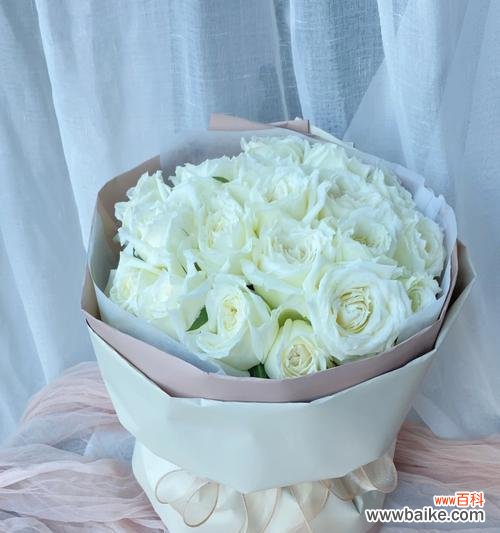 传递爱情与纯洁的花语 白玫瑰花的寓意与花语