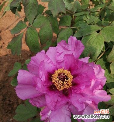 传统文化中的牡丹花 白牡丹与红牡丹