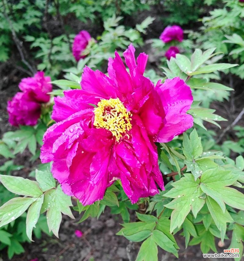 传统文化中的牡丹花 白牡丹与红牡丹