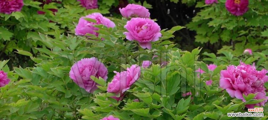 传统文化中的牡丹花 白牡丹与红牡丹