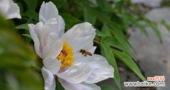 白牡丹的寓意与美丽姿态 白牡丹
