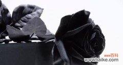 探秘黑色玫瑰背后的神秘世界 黑色玫瑰花的花语与传说