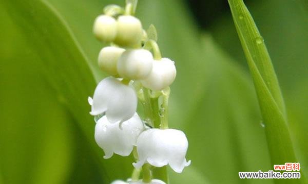 探寻花朵背后的含义 铃兰花语的象征与寓意