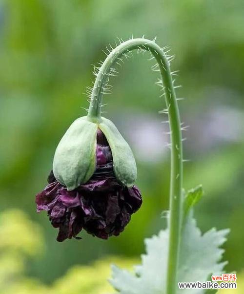 探究罂粟花的花语,赏析不同颜色的含义 各色罂粟花花语浅析