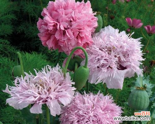 探究罂粟花的花语,赏析不同颜色的含义 各色罂粟花花语浅析