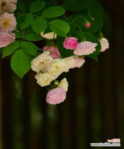 解析蔷薇花的神秘面纱,了解她的语言与内涵 蔷薇花的花语与寓意