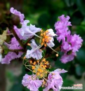 寓意深远的花卉 紫薇花语