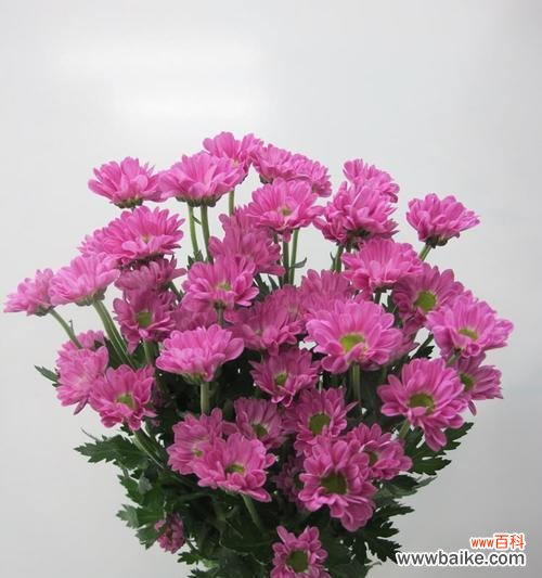 深入了解菊花所代表的含义 菊花的花语与寓意