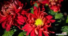 深入了解菊花所代表的含义 菊花的花语与寓意