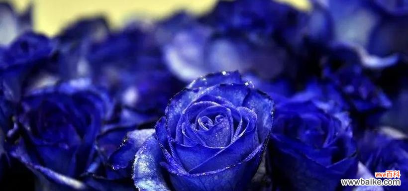 探秘蓝色玫瑰花语的含义