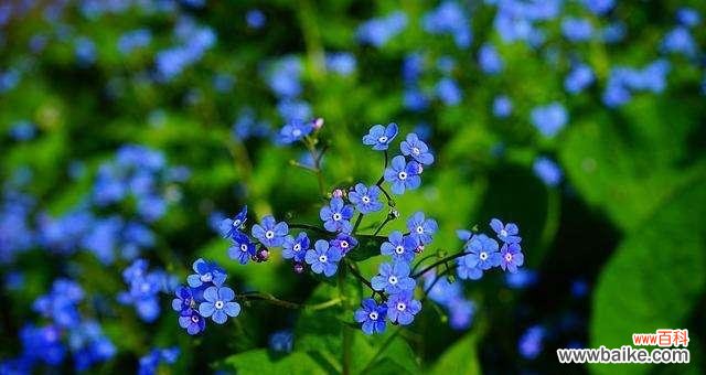 一朵小花散发的美丽与坚强 勿忘我之花语传递的情感力量