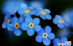 一朵小花散发的美丽与坚强 勿忘我之花语传递的情感力量