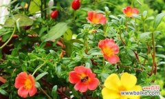 探寻午时花的神秘之美 午时花的花语与寓意