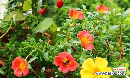 探寻午时花的神秘之美 午时花的花语与寓意