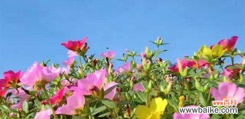 探寻午时花的神秘之美 午时花的花语与寓意