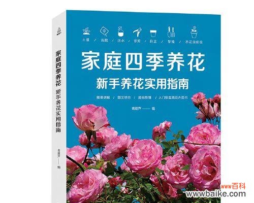 五瓣花的神秘语言 五瓣花的花语与寓意