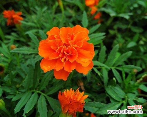 探秘万寿菊的花语 万寿菊的花语和寓意