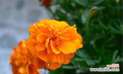 探秘万寿菊的花语 万寿菊的花语和寓意