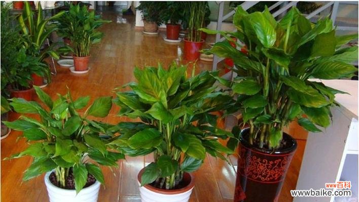 探索万年青背后的寓意与象征 万年青的象征意义——永恒的生命力