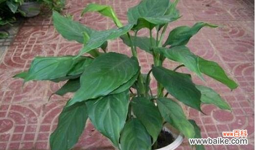 探索万年青背后的寓意与象征 万年青的象征意义——永恒的生命力