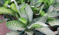 生命力顽强的万年青及其象征之道 万年青的象征意义