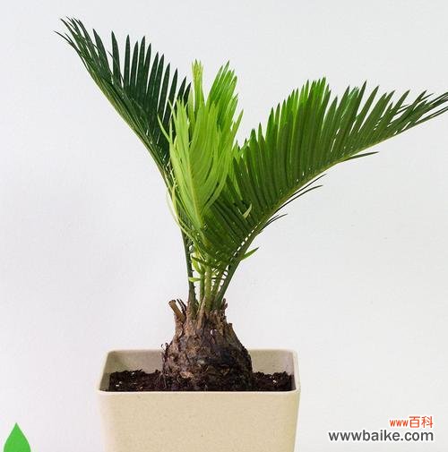 探寻铁树的神秘力量与生命之道 铁树的象征意义与代表