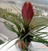 以铁兰开花熠熠生辉｜ 铁兰开花的神奇寓意与象征