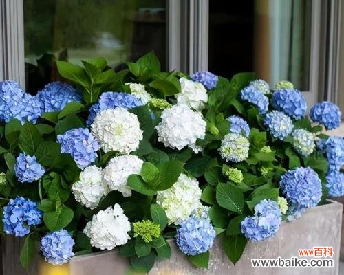 探索无尽夏之花所传递的信息 无尽夏的花语与寓意