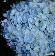 探索无尽夏之花所传递的信息 无尽夏的花语与寓意