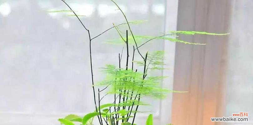 探寻文竹的深层意义及其启示 文竹的象征与精神