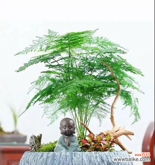 探寻文竹的深层意义及其启示 文竹的象征与精神