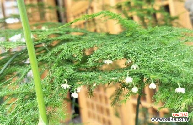 揭秘文竹花开的时间和寓意 文竹花开的美丽时刻