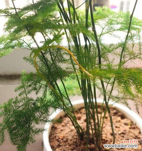 揭示文竹的深刻寓意 文竹的象征意义与寓意