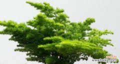 揭示文竹的深刻寓意 文竹的象征意义与寓意