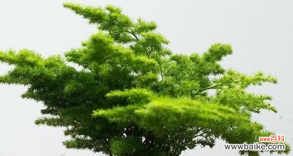 揭示文竹的深刻寓意 文竹的象征意义与寓意