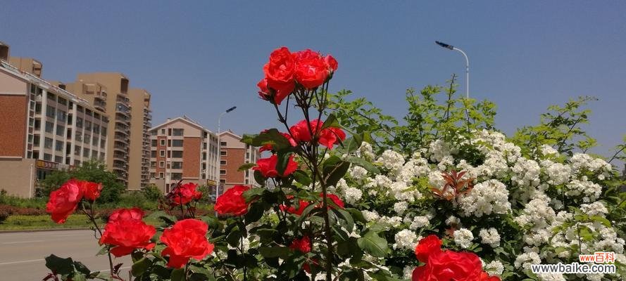 威海市花海棠花的种类与特点 威海的市花——海棠花的美丽与意义